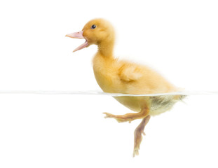 Duckling (7 days old) swimming and quacking, isolated on white