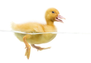 Duckling (7 days old) swimming, isolated on white