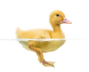 Duckling (7 days old) swimming, isolated on white