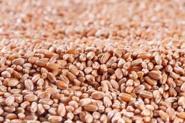 Fototapeta premium Wheat grains close up