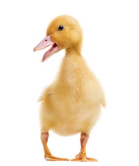 Duckling (7 days old) quacking, isolated on white
