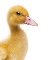 Close-up of a Duckling (7 days old) isolated on white