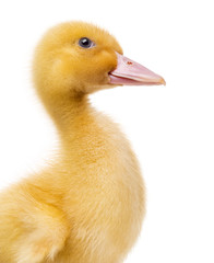 Close-up of a Duckling (7 days old) isolated on white
