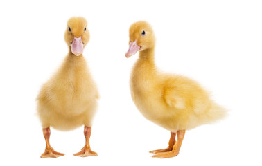 Two Ducklings (7 days old) isolated on white