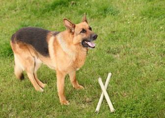 Shepherd breed dog plays on green grass with a wooden stick