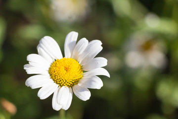 Idyllic Summer Meadow wildflowers - white daisy