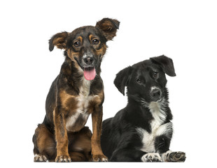 Fototapeta premium Two Crossbreeds