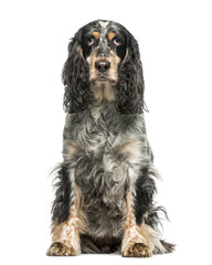 English Springer Spaniel (7 years old)
