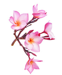 colorful plumeria flower isolated