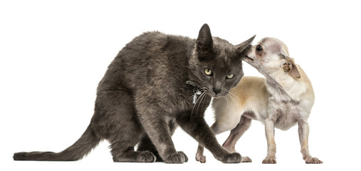 Crossbreed cat and chihuahua playing together