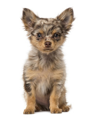 Chihuahua puppy (3 months old)