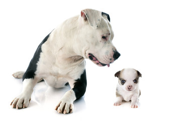 american staffordshire terrier and chihuahua