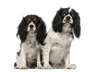 Two Cavalier King Charles Spaniels