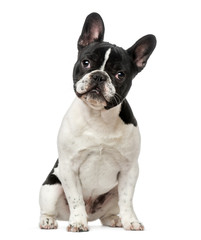 French Bulldog puppy (6 months old)