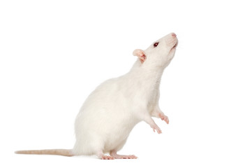 white Rat on hind legs (8 months old)