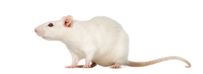 Rat (8 months old), isolated on white