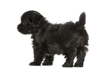 Havanese puppy (8 weeks old)