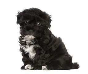 Havanese puppy (8 weeks old) © Eric Isselée
