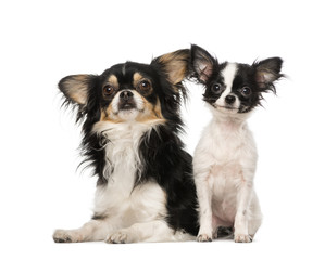 two Chihuahuas sitting toghether, isolated on white