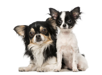 two Chihuahuas sitting toghether, isolated on white