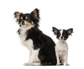 two Chihuahuas sitting toghether, isolated on white
