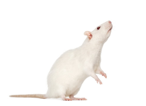 White Rat Images Browse 379 219 Stock Photos Vectors and Video