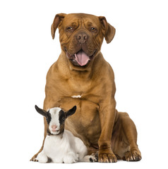 Young domestic goat and a Dogue de Bordeaux