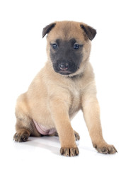 puppy malinois