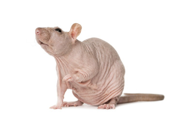 Hairless rat