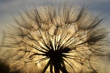 dandelion at sunset