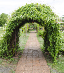 Arch of creepers