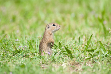 Naklejka na ściany i meble european ground squirrel in the meadow sit up and beg