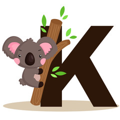Fototapeta premium K for Koala