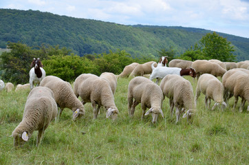 Obraz premium Schafherde