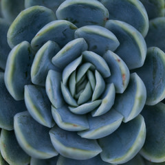 succulent plant / symmetrical pattern / nature