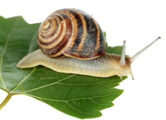 Snail on leaf isolated on white
