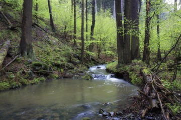 spring forest creek