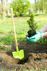 Gardener planting tree in spring