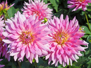 Dahlien