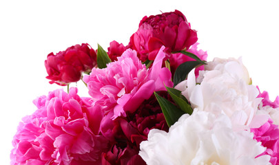 Obraz premium Beautiful pink and white peonies, isolated on white
