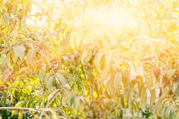 Tree leaves against evening sun
