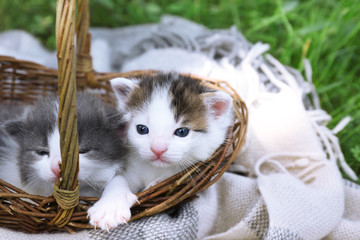 Fototapeta na wymiar Cute little kittens in basket on green grass in park