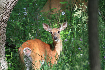 White-tail Deer Doe