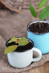 Young plant in mugs on color wooden background