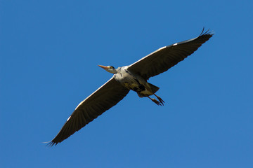 Graureiher im Flug