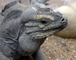 Corned iguana