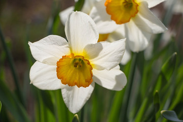 White Daffodil spring blossom in park