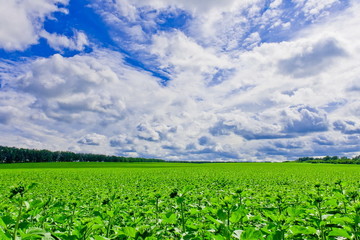 field with sunflowers