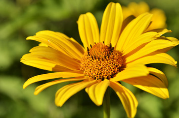  yellow flower