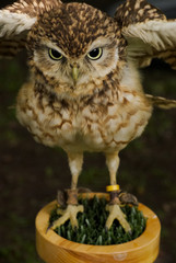 Northern pygmy owl (Glaucidium gnoma)_2